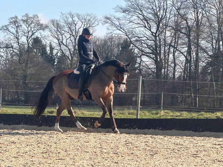 German Riding Pony Gelding 16 years 15.1 hh Brown in Dülmen