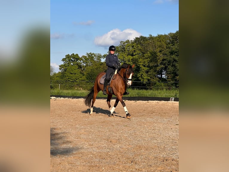 German Riding Pony Gelding 16 years 15.1 hh Brown in Dülmen