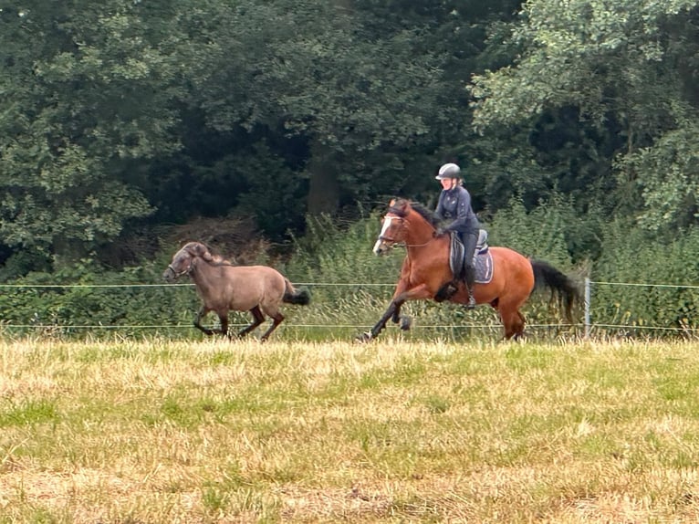 German Riding Pony Gelding 16 years 15.1 hh Brown in Dülmen