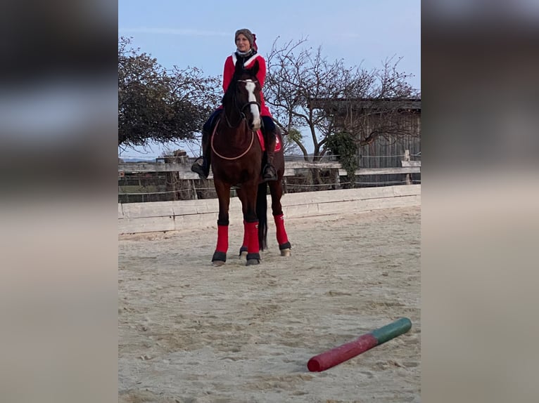 German Riding Pony Gelding 16 years 15.1 hh Brown in Schönau an der Triesting