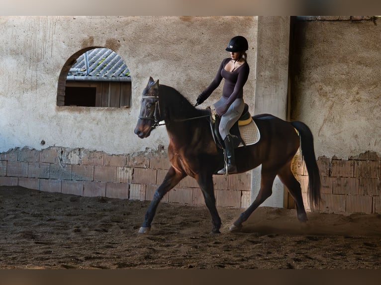 German Riding Pony Mix Gelding 16 years 15.2 hh Brown in Immendorf