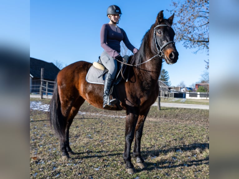 German Riding Pony Mix Gelding 16 years 15.2 hh Brown in Immendorf