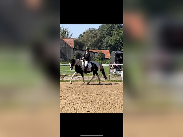 German Riding Pony Mix Gelding 16 years 15.2 hh Pinto in Wardenburg