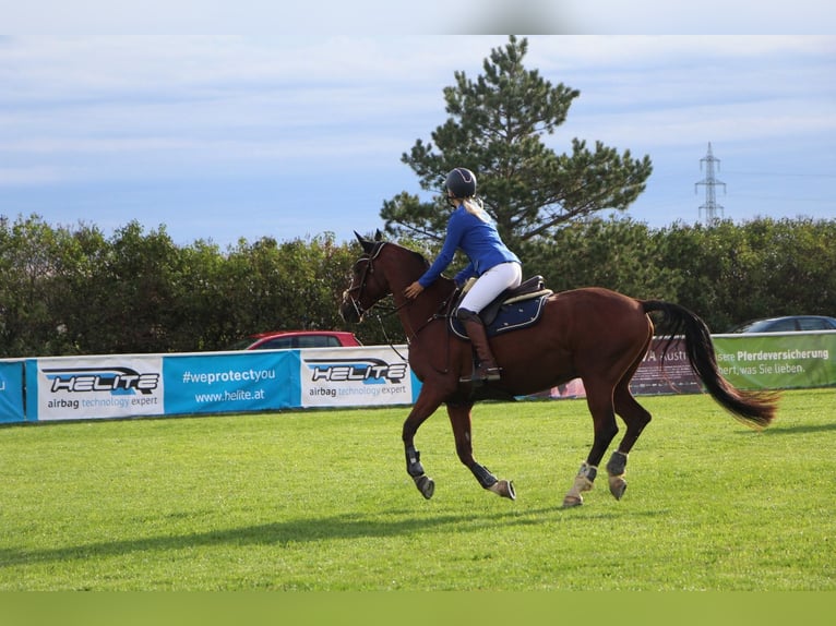 German Riding Pony Gelding 16 years 15,1 hh Brown in Schönau an der Triesting
