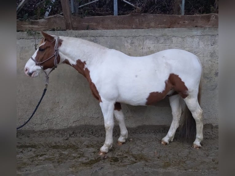 German Riding Pony Gelding 16 years Pinto in Kürten
