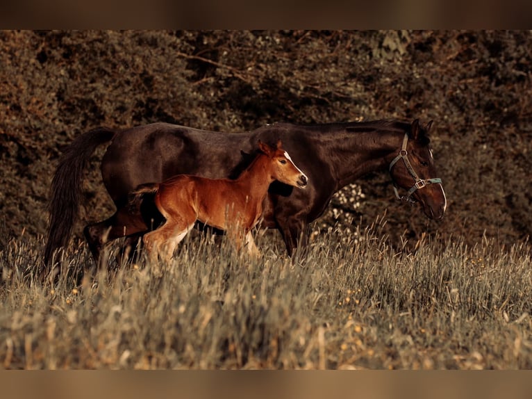 German Riding Pony Gelding 17 years 14,1 hh Bay-Dark in Kastorf