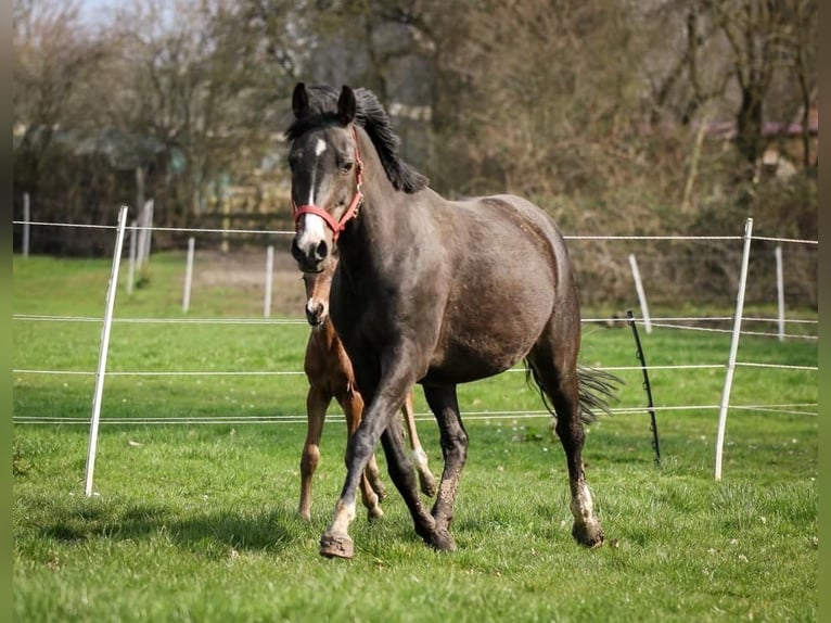 German Riding Pony Gelding 17 years 14,1 hh Bay-Dark in Kastorf