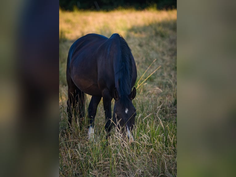 German Riding Pony Gelding 17 years 14,1 hh Bay-Dark in Kastorf