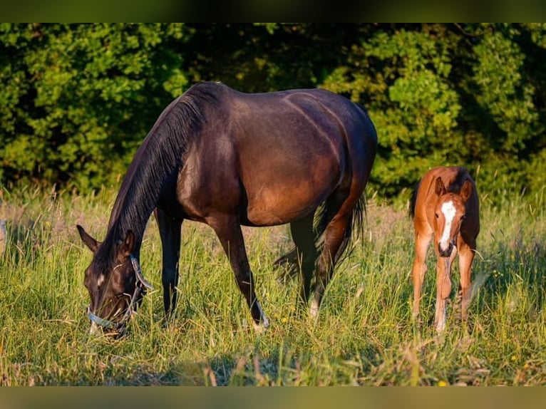 German Riding Pony Gelding 17 years 14,1 hh Bay-Dark in Kastorf