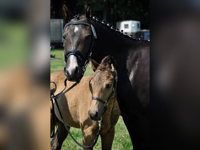 German Riding Pony Gelding 17 years 14,1 hh Bay-Dark in Kastorf