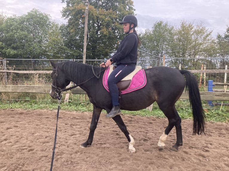 German Riding Pony Gelding 17 years 14,1 hh Bay-Dark in Kastorf