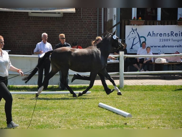 German Riding Pony Gelding 17 years 14,1 hh Bay-Dark in Kastorf