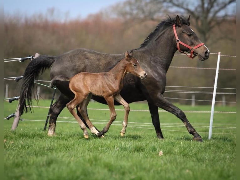 German Riding Pony Gelding 17 years 14,1 hh Bay-Dark in Kastorf