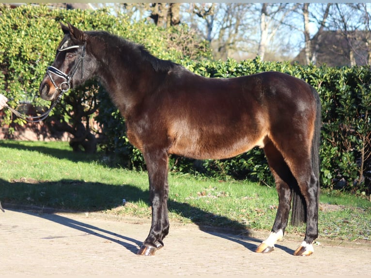 German Riding Pony Gelding 17 years 14,1 hh Bay-Dark in Selsingen