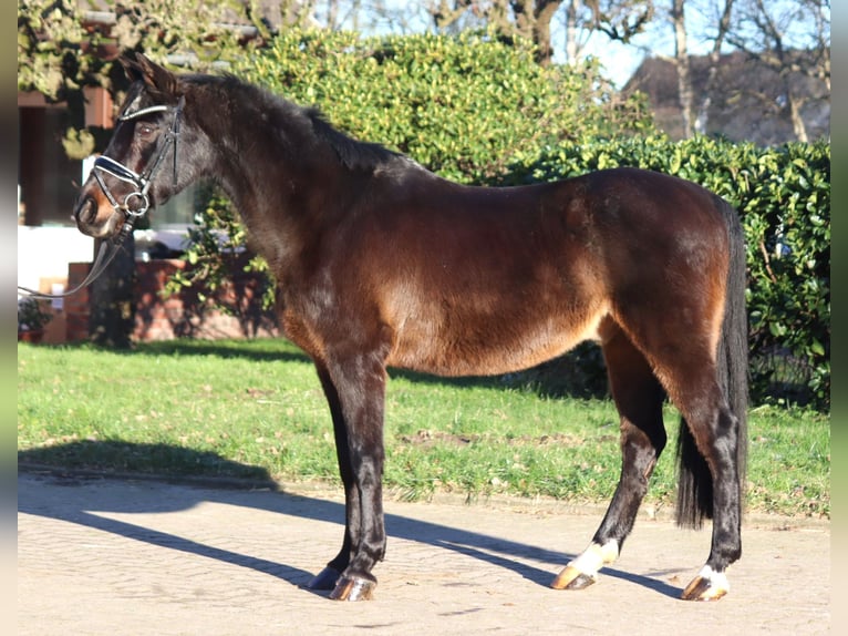 German Riding Pony Gelding 17 years 14,1 hh Bay-Dark in Selsingen