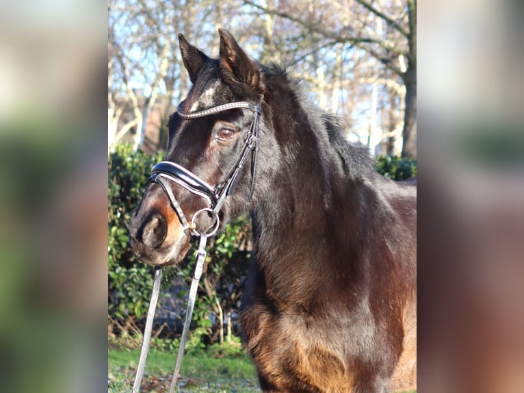 German Riding Pony Gelding 17 years 14,1 hh Bay-Dark in Selsingen