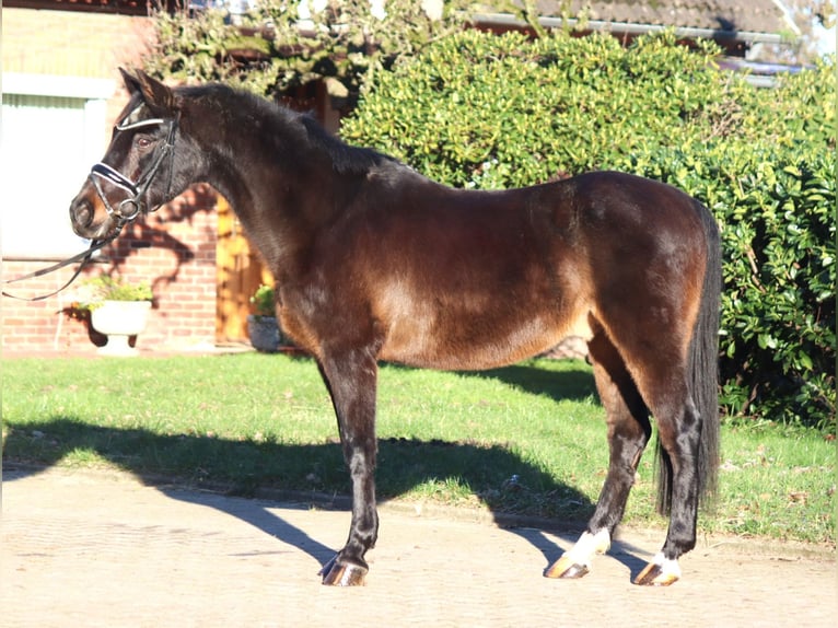 German Riding Pony Gelding 17 years 14,1 hh Bay-Dark in Selsingen