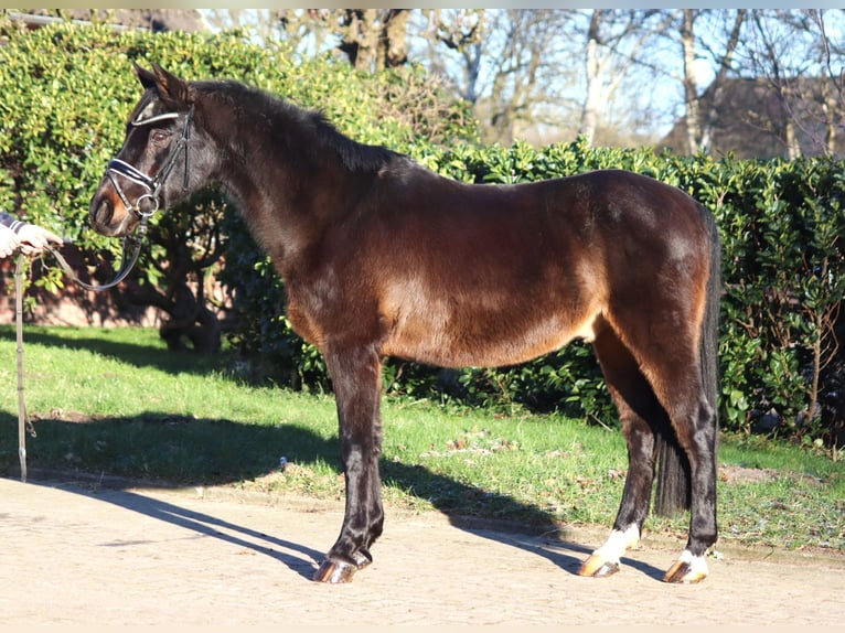 German Riding Pony Gelding 17 years 14,1 hh Bay-Dark in Selsingen