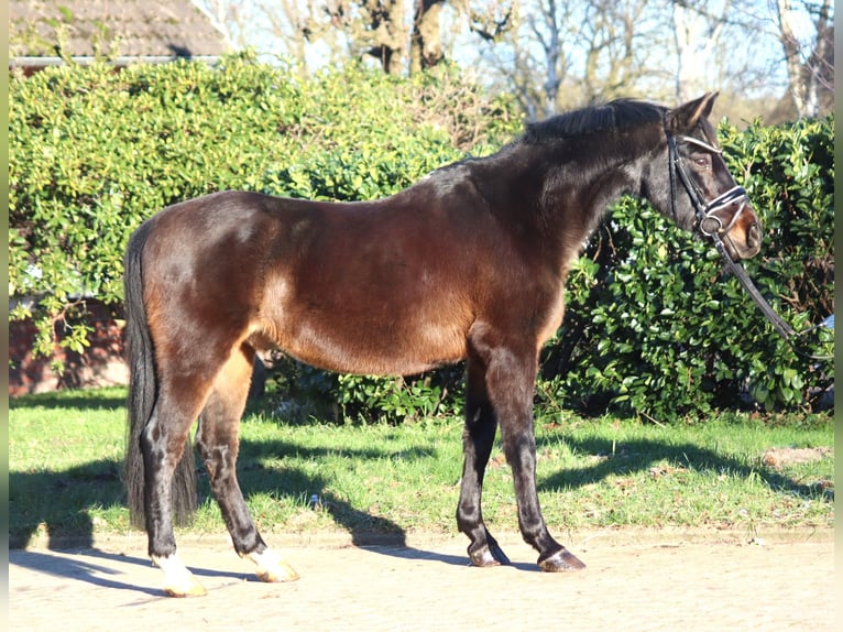 German Riding Pony Gelding 17 years 14,1 hh Bay-Dark in Selsingen