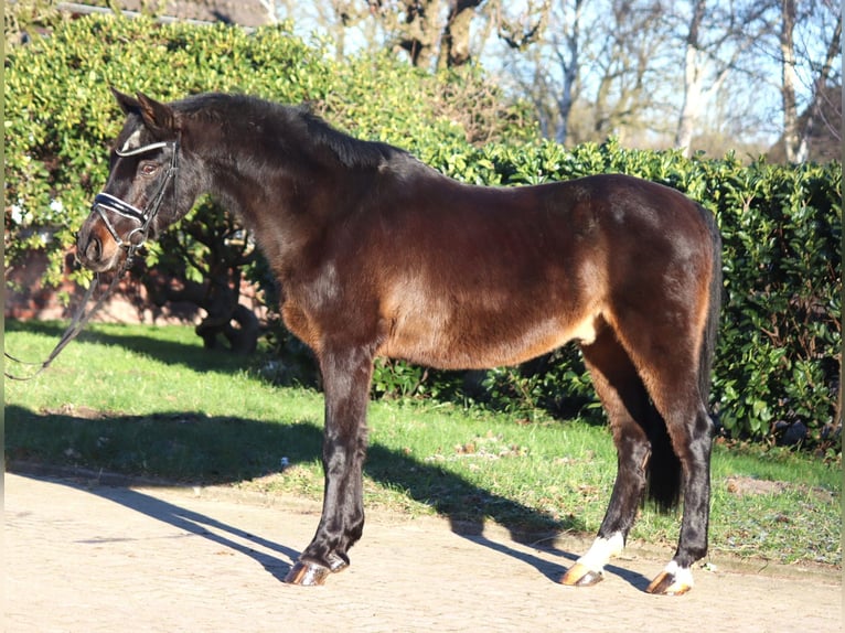 German Riding Pony Gelding 17 years 14,1 hh Bay-Dark in Selsingen