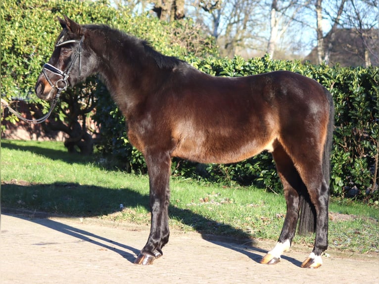 German Riding Pony Gelding 17 years 14,1 hh Bay-Dark in Selsingen