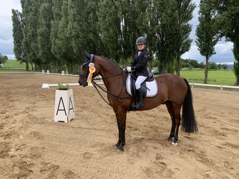 German Riding Pony Gelding 17 years 14,1 hh Bay-Dark in Gödnitz