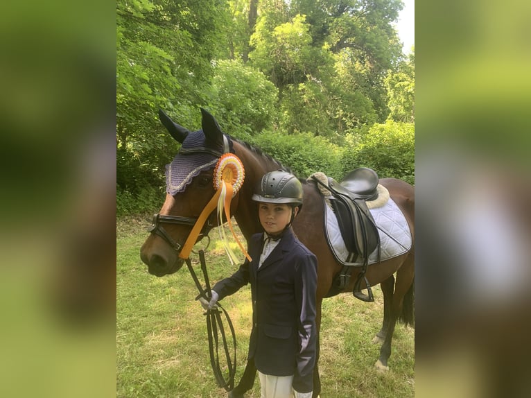 German Riding Pony Gelding 17 years 14,1 hh Bay-Dark in Gödnitz