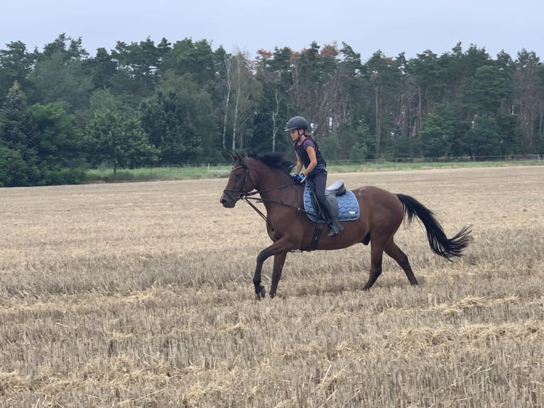 German Riding Pony Gelding 17 years 14,1 hh Bay-Dark in Gödnitz