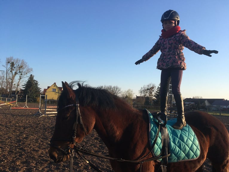 German Riding Pony Gelding 17 years 14,1 hh Bay-Dark in Gödnitz