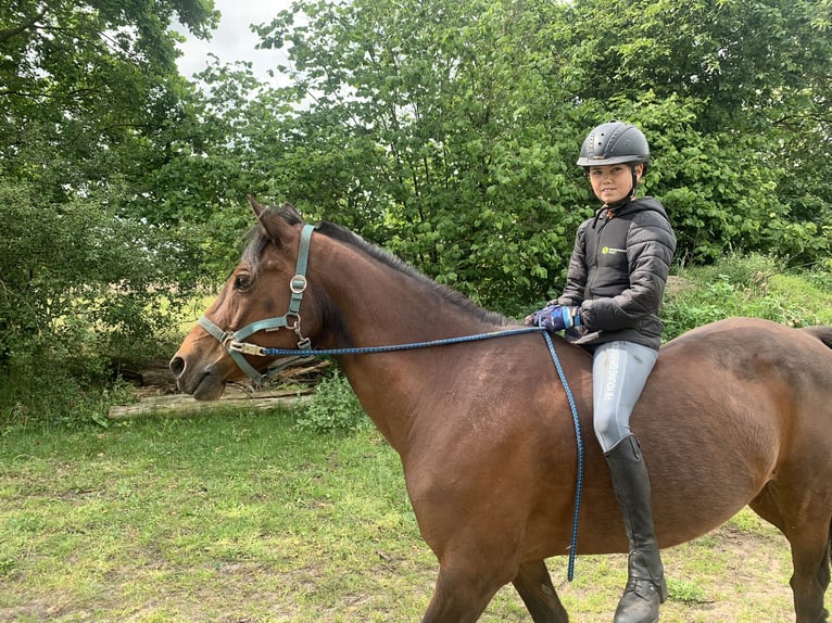 German Riding Pony Gelding 17 years 14,1 hh Bay-Dark in Gödnitz