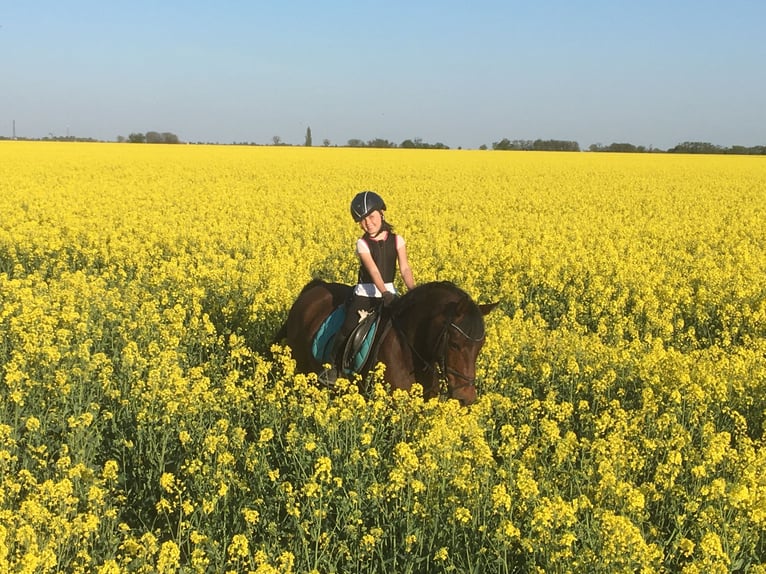 German Riding Pony Gelding 17 years 14,1 hh Bay-Dark in Gödnitz