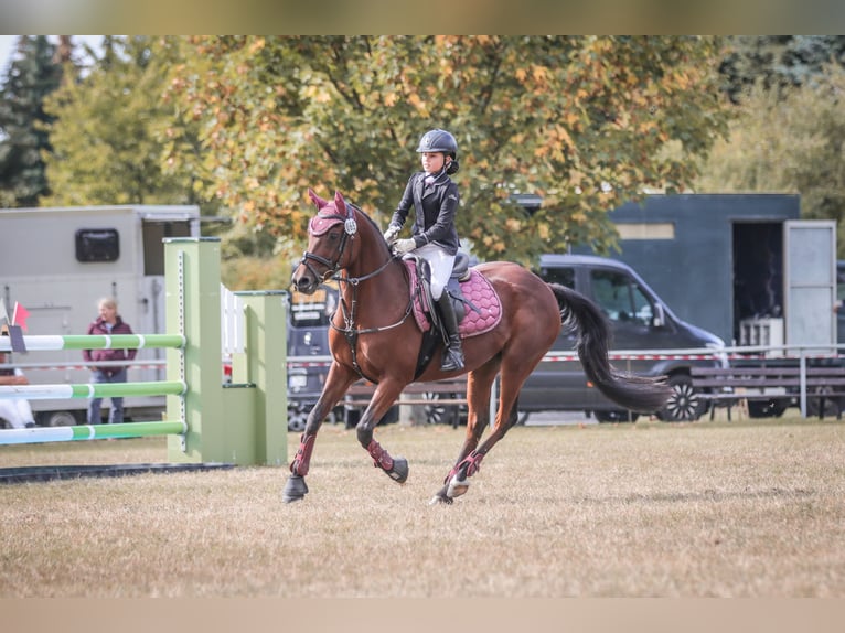 German Riding Pony Gelding 17 years 14,1 hh Bay-Dark in Gödnitz