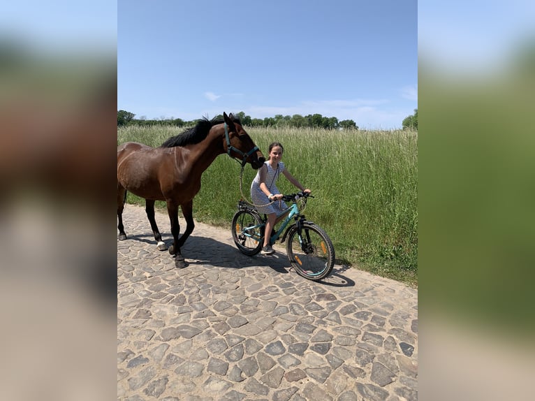 German Riding Pony Gelding 17 years 14,1 hh Bay-Dark in Gödnitz