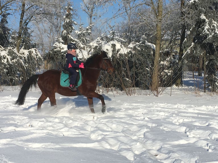 German Riding Pony Gelding 17 years 14,1 hh Bay-Dark in Gödnitz