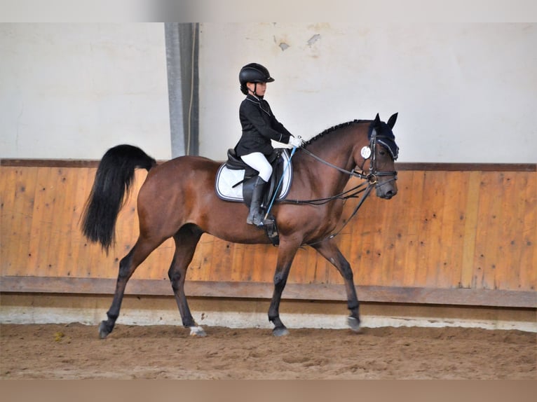 German Riding Pony Gelding 17 years 14,1 hh Bay-Dark in Gödnitz