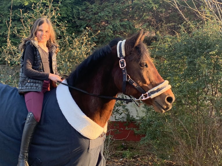 German Riding Pony Gelding 17 years 14,1 hh Bay-Dark in Gödnitz