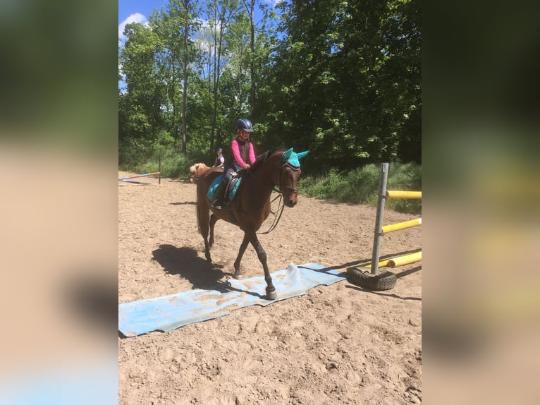 German Riding Pony Gelding 17 years 14,1 hh Bay-Dark in Gödnitz