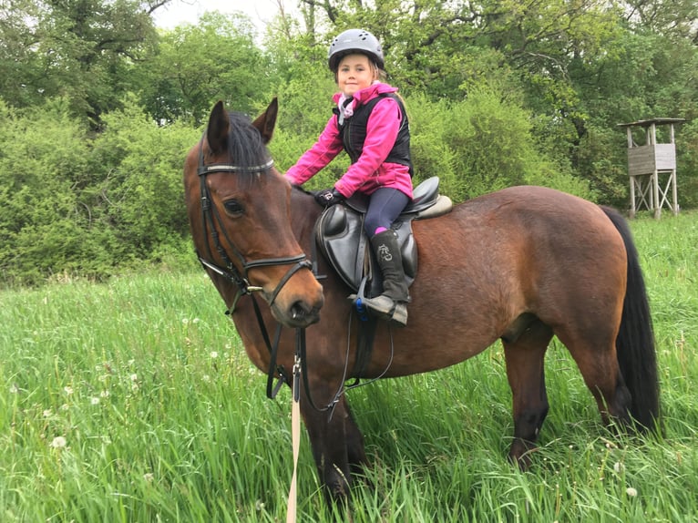 German Riding Pony Gelding 17 years 14,1 hh Bay-Dark in Gödnitz