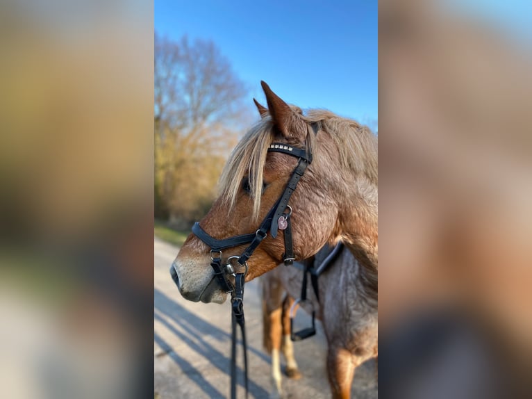 German Riding Pony Gelding 17 years 14.1 hh Grey-Red-Tan in Leipzig