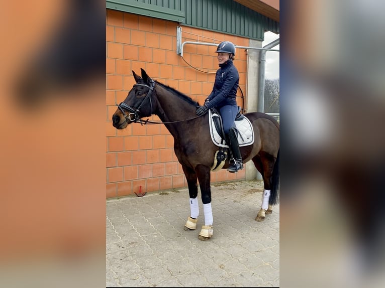 German Riding Pony Gelding 17 years 14,2 hh Bay-Dark in Hammah