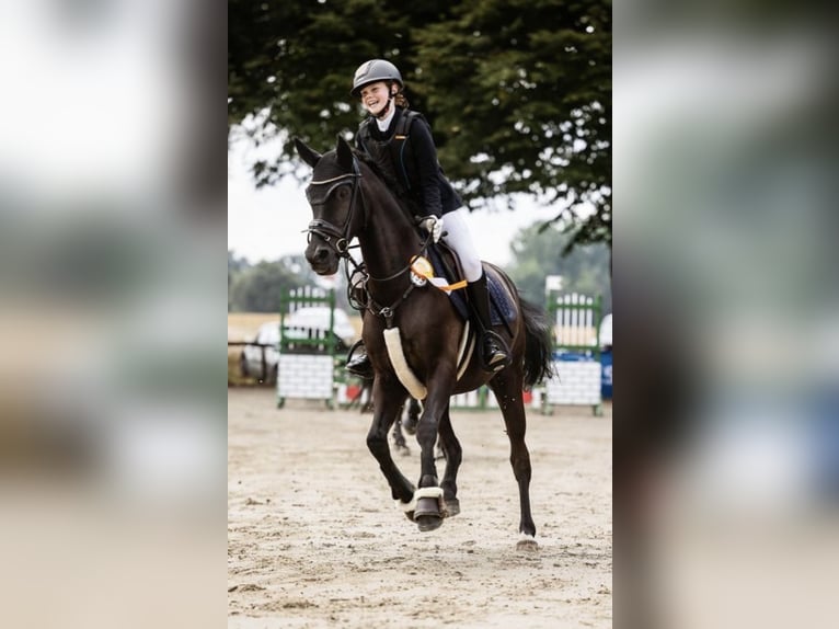 German Riding Pony Gelding 17 years 14,2 hh Black in Herten