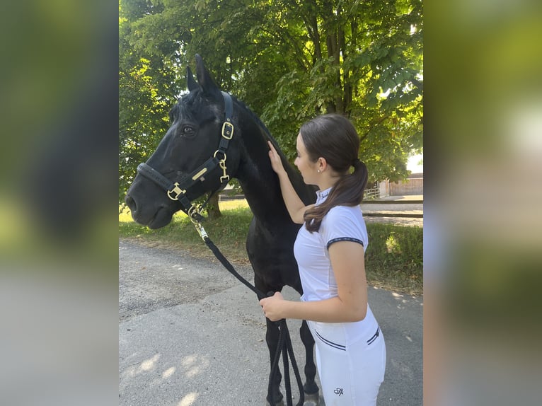 German Riding Pony Gelding 17 years 14,2 hh Black in Tirschenreuth