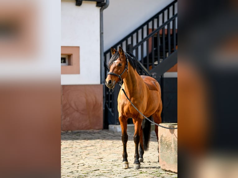 German Riding Pony Gelding 17 years 14.2 hh Brown in NeuensteinStolzeneck