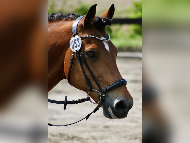 German Riding Pony Gelding 17 years 14.2 hh Brown in Hemmingstedt