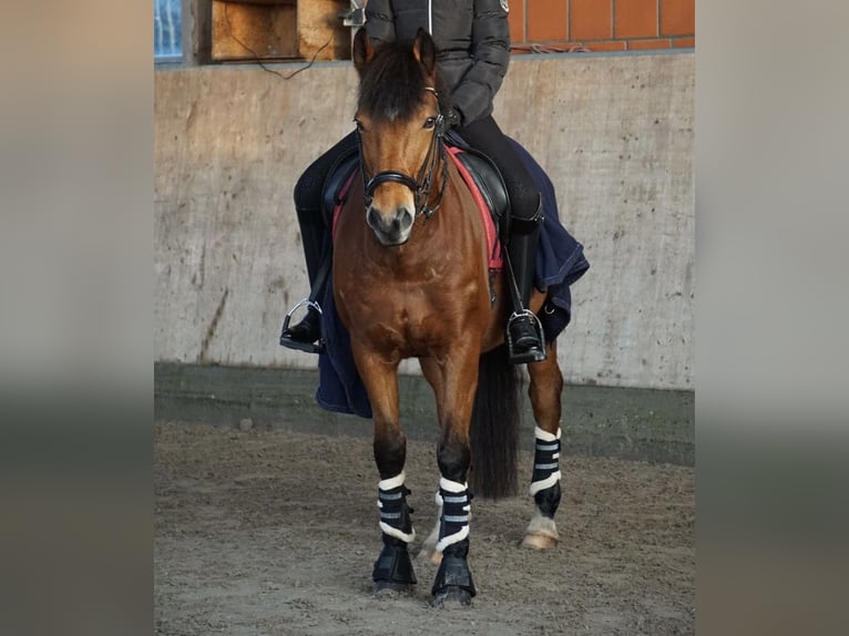 German Riding Pony Gelding 17 years 14.2 hh Brown in Lieth