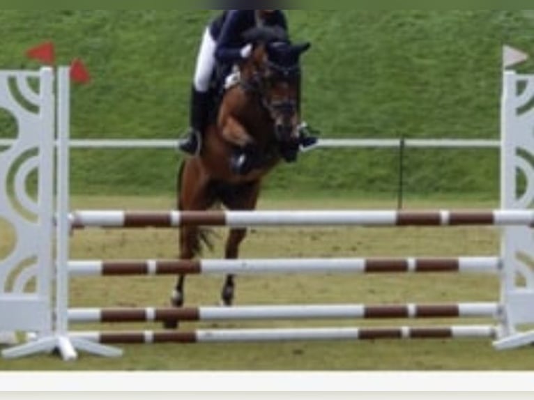 German Riding Pony Gelding 17 years 14.2 hh Brown in Glindenberg