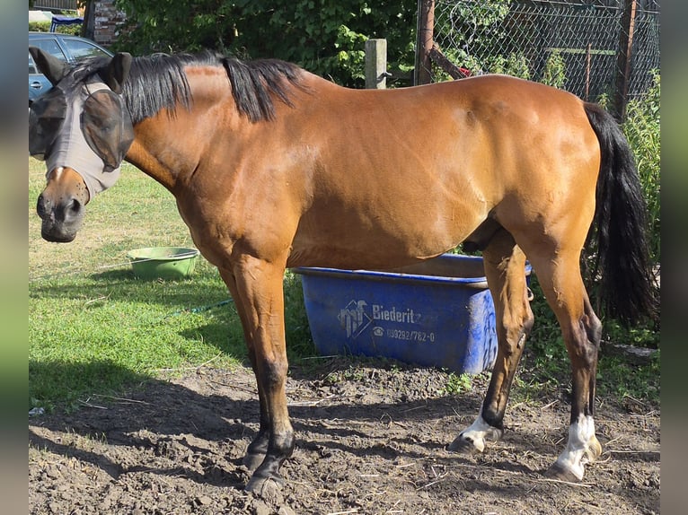 German Riding Pony Gelding 17 years 14.2 hh Brown in Glindenberg