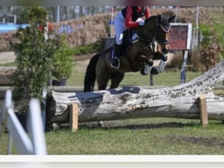 German Riding Pony Gelding 17 years 14.2 hh Brown in Glindenberg