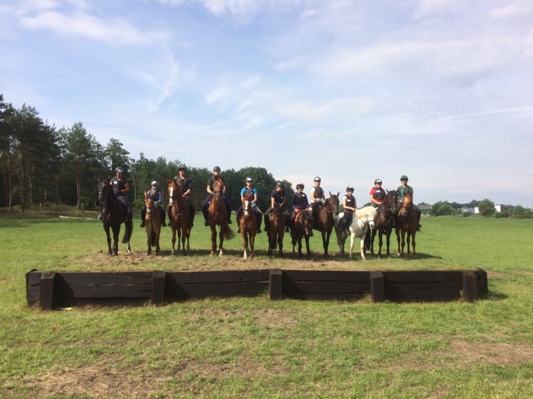 German Riding Pony Gelding 17 years 14.2 hh Chestnut-Red in Dötlingen