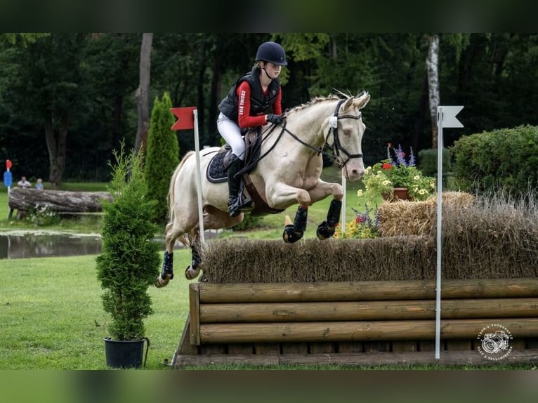 German Riding Pony Gelding 17 years 14.2 hh Cremello in Rödinghausen
